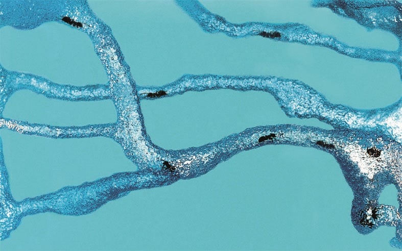 Super Mierenwoud - Afbeelding 4