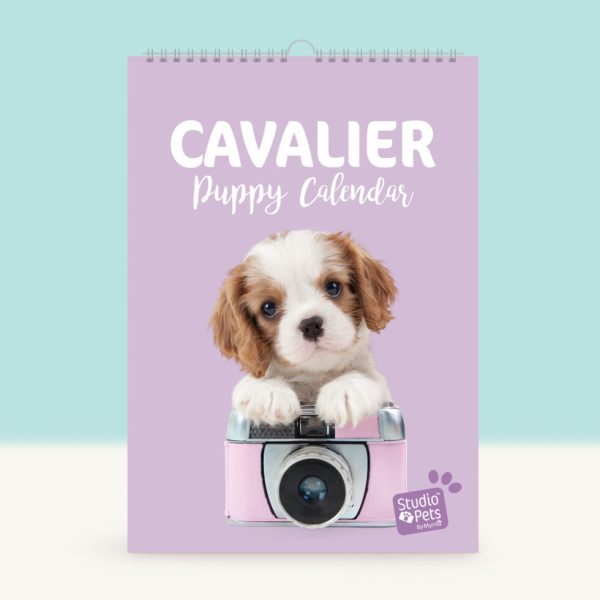 Studio Pets  | Verjaardagskalender - Cavalier Puppy