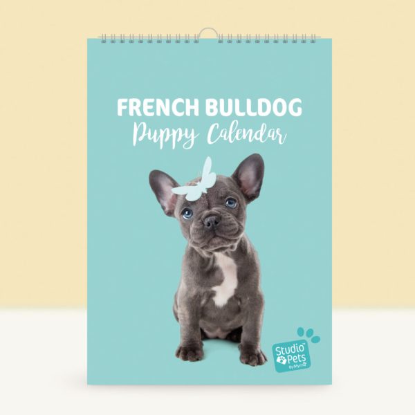 Studio Pets | Verjaardagskalender - Franse Bulldog Puppy