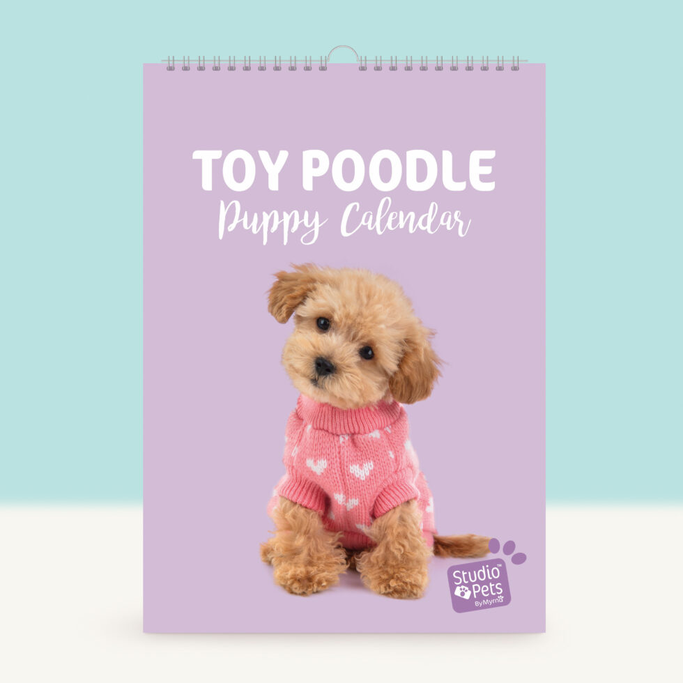 Studio Pets | Verjaardagskalender - Toy Poedel Puppy